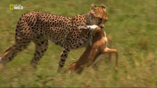 Nat Geo Wild - Çita: Ölümcül İçgüdü / Belgesel HD