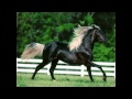 Imagens de Cavalos/Horses Pictures ( ... Imagens de Cavalos/Horses Pictures ( ...