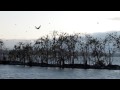 Foto pequena Lots of birds, bird island Canon SX200 example