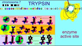 Digestive Enzmes Trypsin 1