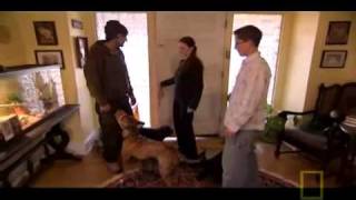 Pit Bull Terrier Doentary Part 3--3.Flv