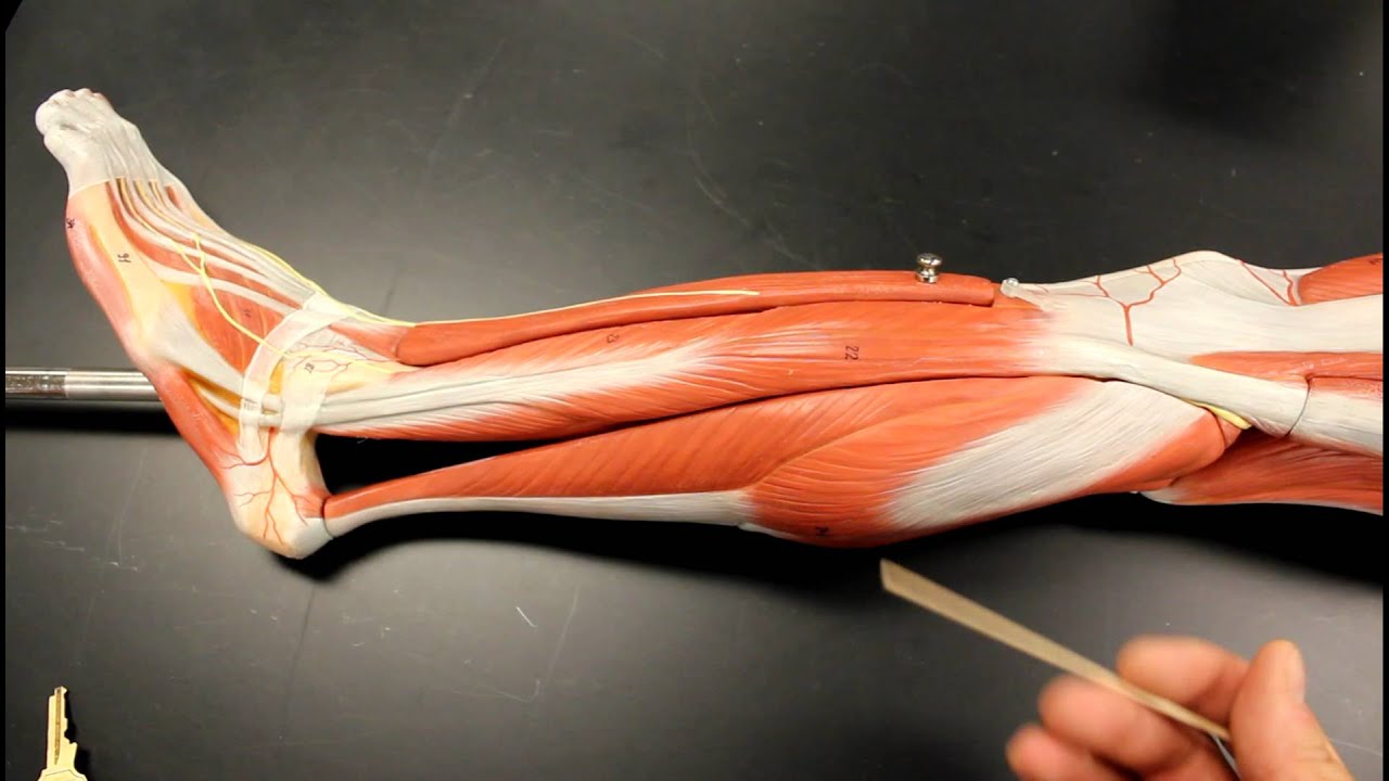 MUSCULAR SYSTEM ANATOMY: Lateral leg region muscles model description
