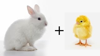 Ever seen a bunnychicken?