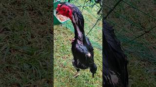 Black Shamo Hen Conditioned For Breeding