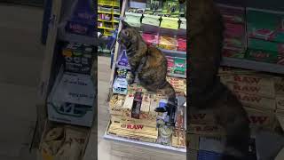 He Dont Give A F About A Customers Thug Life Cat