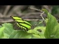 Fly Butterfly - Musik von Judy Esther
