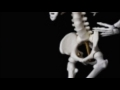 several bones