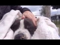 SBC A462498 PLEASE HELP ME FIGHT FOR SUE AND DOGS LIKE HER!