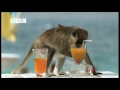 Drunk Monkeys Fail - Weird Nature