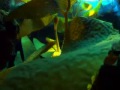 sealife