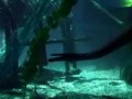 sealife