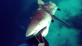 Shark Attack - Bullshark Attacks Spearfisherman