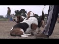 Secrets Of The Dog Park - Basset Hound