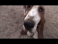 Secrets Of The Dog Park - Basset Hound