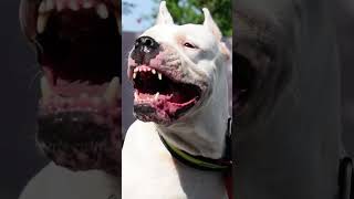 खतरनाक कुत्ते जो Pitbull को भी धूल चटा दें | Most Dangerous Dogs #hindifacts #sh