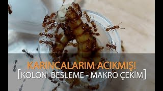 Karıncalarım ACIKMIŞ! Koloni Besleme ( MAKRO )