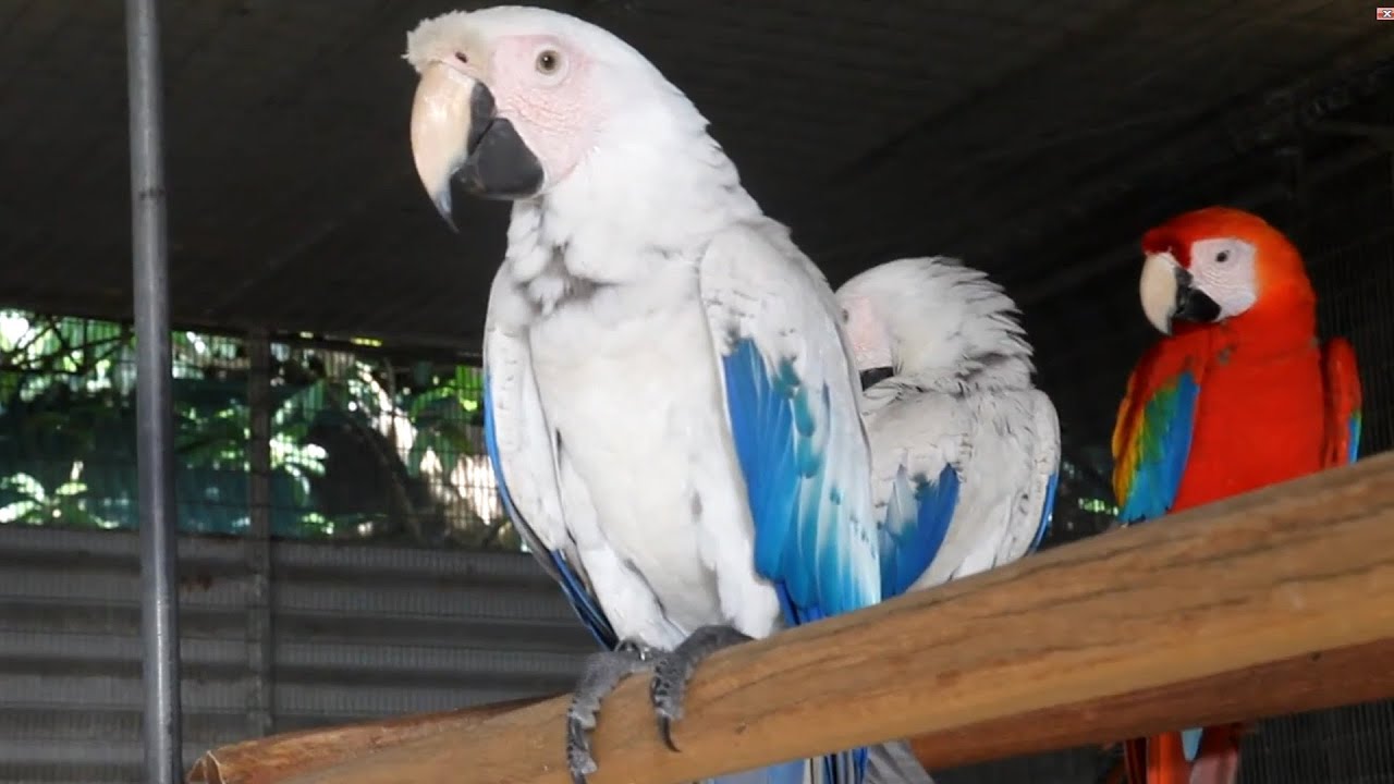 White Macaw - YouTube