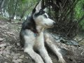 Siberian Husky: Video de presentacion de nuestro canal de youtube