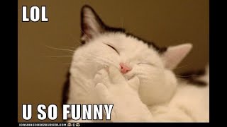 epic funny cats compilation 2020