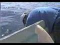 Gulf Of California Formation | RM. Gulf Of California Formation | RM.