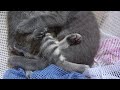 Kittens hugging each other! - Send a Hug Day ecards - Events Greeting Cards