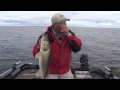 Fish Ed. Trolling Crankbaits for Giant Summer Walleye