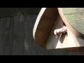 Tree Bumblebee | Canon LEGRIA HF R206 Video Test | r0bac