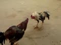 ไก่เก่ง