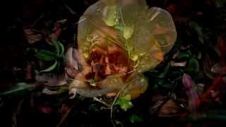Watch Warpaint Teese video