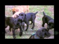 Supremo Cane Corso Puppies 2011 - 2012