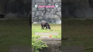 Hard To Believe Our Tapir Calf, Alejandro, Is Now 5 Months Old