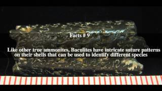 Baculites Top Facts