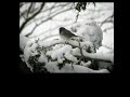 01. Snowbird Video preview