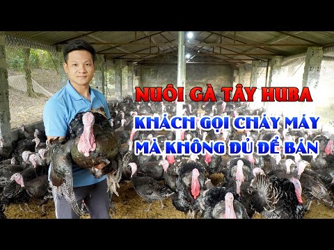 Kỹ thuật nuôi gà tây Huba làm giàu || Đổi đời với mô hình nuôi gà tây siêu trọng
