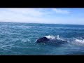 Girl gets slapped in the face by a whale