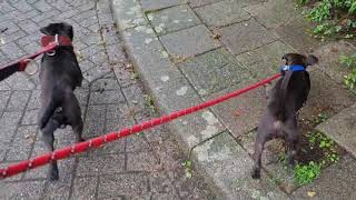 Pros Benefits Of Letting Your Dogs Pull The Leash. Patterdale Terriers Fell Working Performance Dogs