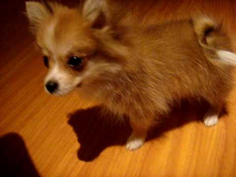 pomeranian sneezing pomeranian puppy asthma or sneezing pomeranian sneezing pomeranian puppy asthma or sneezing