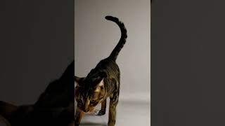 Gato Jugando Con Un Láser Rojo
