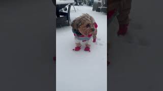 Fifi Hates The Snow