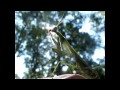 Praying Mantis HD Alien Bug Mantis Mantodea μάντις raptorial legs