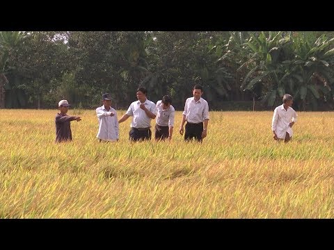 Viện lúa đồng bằng sông Cửu Long chuyển giao giống lúa thuần OM 5954