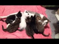 Mama Cat Would Rather Be Anywhere Else Than Nursing Her Six Adorable Kittens