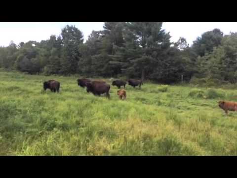 Buffalo