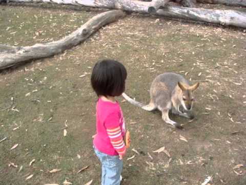 コアラパークでカンガルーと触れ合いました。