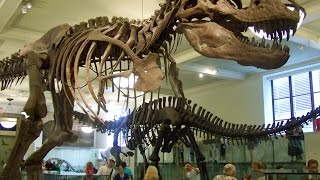 Amerika Doğal Tarih Müzesi Gezimden Dinozorlar, Dinosaurs at Museum of Natural H