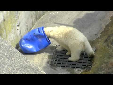 ホッキョクグマの赤ちゃんの日常~Polar Bear Baby