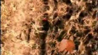 Watch Sheila Nicholls Faith video