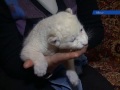 В ялтинском зоопарке «Сказка» родились белые львята!