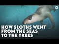 How Sloths Went From the Seas to the Trees