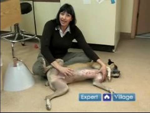 Emergency Dog Health Care : Tips For Treating Injuries to a Dog's Genitals